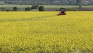 Земеделци започнаха да разорават пропадналите площи с рапица (снимки) - Agri.bg