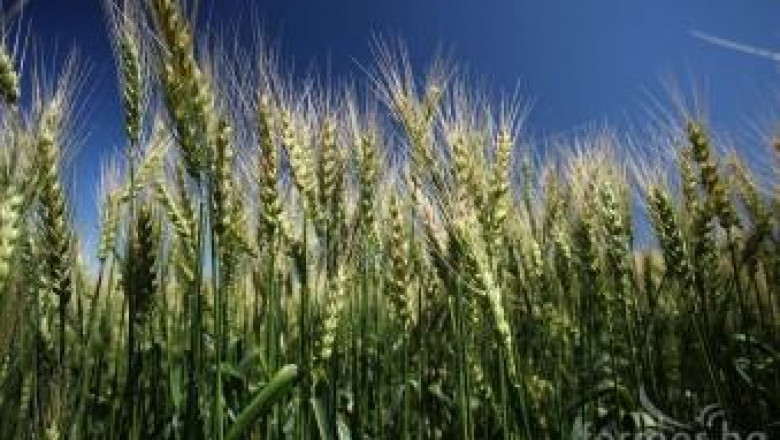 Стоилко Апостолов: Купуваме от Германия скъпо брашно от наша био пшеница
