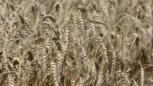 ФАО очаква 6% ръст в световното производство на зърно през 2013 г. - Agri.bg