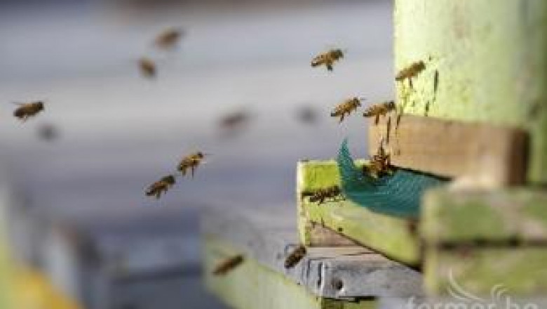 ДФЗ започва прием за плащане по пчеларската програма 