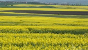 Адванс Терафонд продължава да продава земеделски земи - Agri.bg