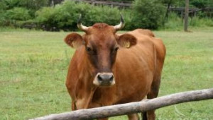 Семинари за говедовъдните ферми се провеждат днес в Добрич и Перник - Agri.bg