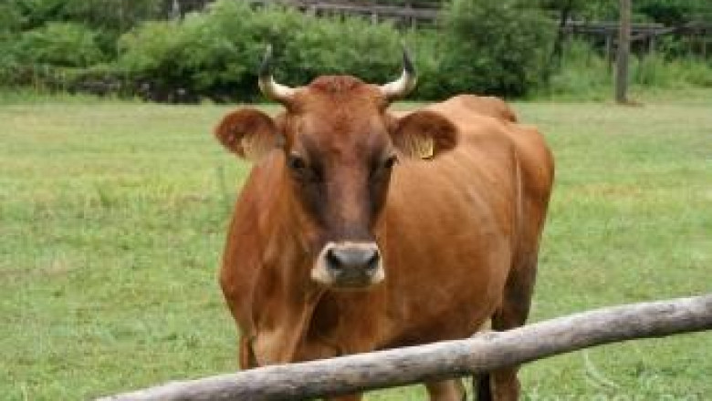 Семинари за говедовъдните ферми се провеждат днес в Добрич и Перник