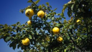 Проблемите при производството на плодове в планината обсъждат в Троян - Agri.bg