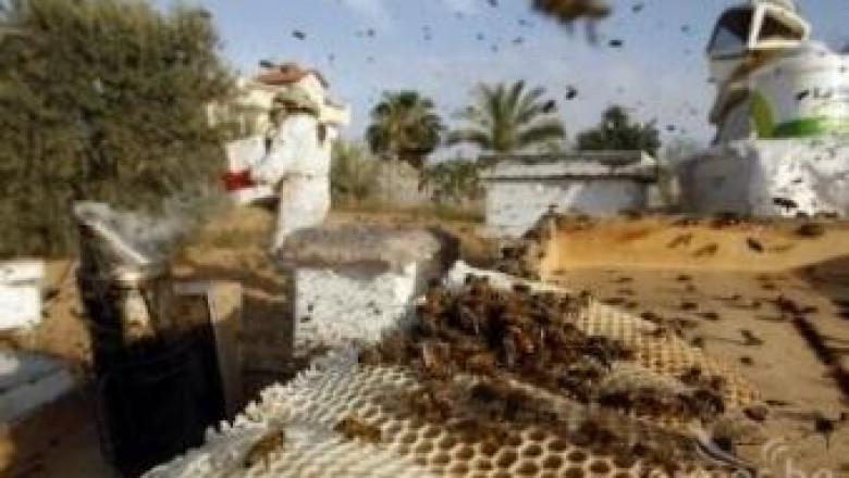 ДФЗ ще приема заявления за плащане по пчеларската програма от 7 май