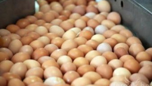 Български яйца и млечни продукти ще бъдат изнасяни за Турция - Agri.bg