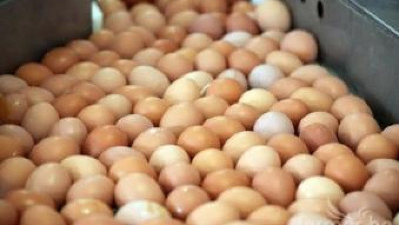 Български яйца и млечни продукти ще бъдат изнасяни за Турция