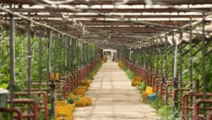 ДФЗ изплаща субсидии за качествени плодове и зеленчуци - Agri.bg
