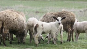 СЖБ: Ако овцевъдите имат купувачи и добри цени, да продават! - Agri.bg