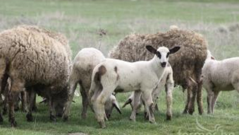 СЖБ: Ако овцевъдите имат купувачи и добри цени, да продават!
