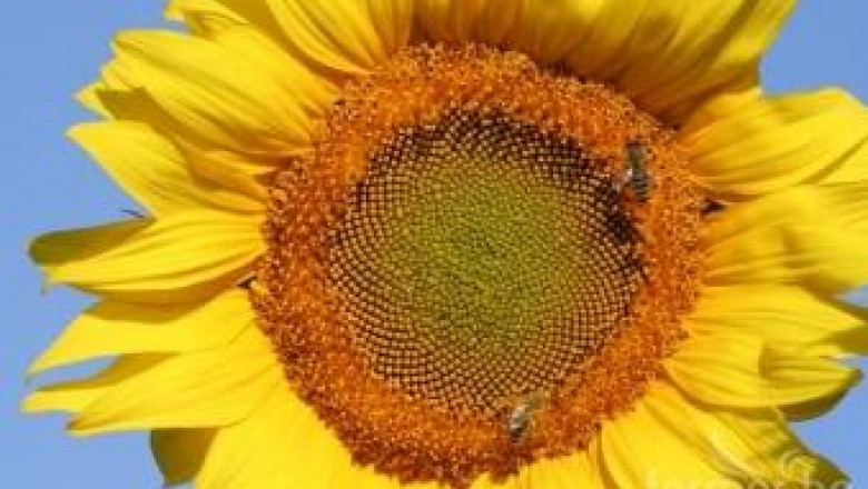 Пчелари искат закон за ограничаване на вредните за пчелите пестициди