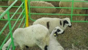 Национален събор на овцевъдите набира участници за състезателните игри - Agri.bg