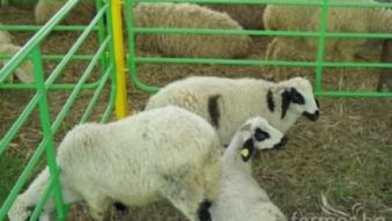 Национален събор на овцевъдите набира участници за състезателните игри