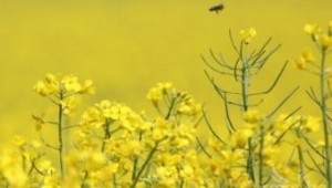 Биопроизводители подкрепят протестите на пчеларите - Agri.bg