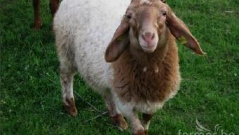 Овце Аваси и Асаф - сред предпочитаните породи от овцевъдите