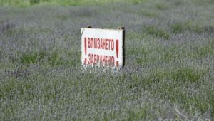 Земеделци искат селска полиция заради кражби на лавандула в Добричко - Agri.bg