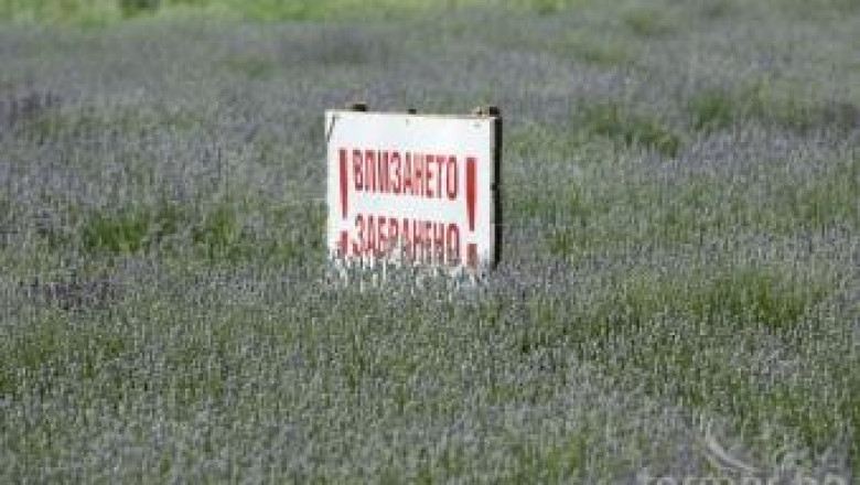 Земеделци искат селска полиция заради кражби на лавандула в Добричко
