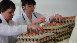 Производители на яйца работят на ежедневна загуба (видео) - Agri.bg
