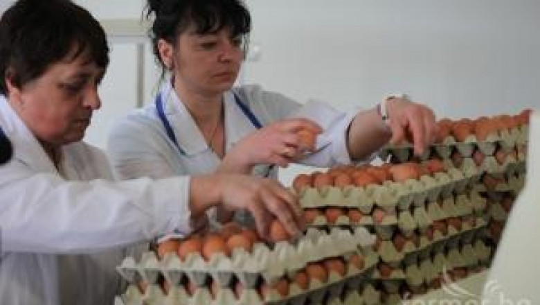 Производители на яйца работят на ежедневна загуба (видео)