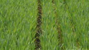 Пшеницата и ечемикът са в много добро състояние, отчете Съветът по зърно - Agri.bg