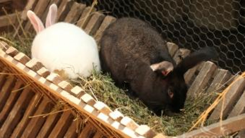 Отглеждане на зайци е най-рентабилно за дребните стопанства