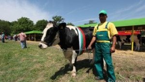 ЕК одобри схеми за държавни помощи за участия в животновъдни изложения - Agri.bg