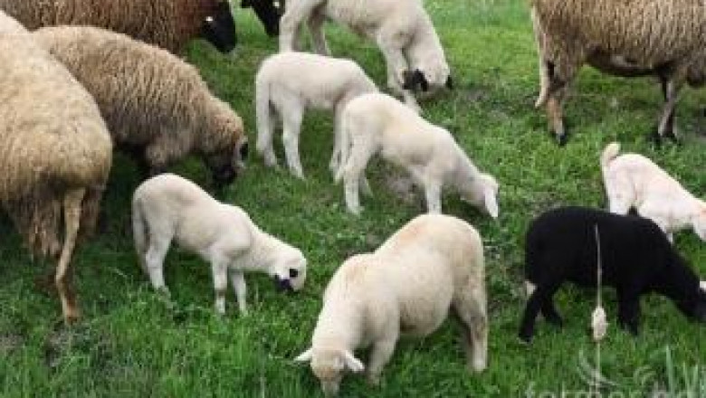 НОА: Овцевъди продават агнешко под себестойността, дни преди старта на активния пазар