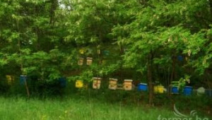 Все повече пчелари се насочват към био пчеларство - Agri.bg