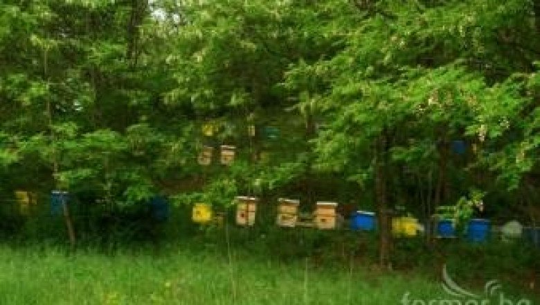 Все повече пчелари се насочват към био пчеларство