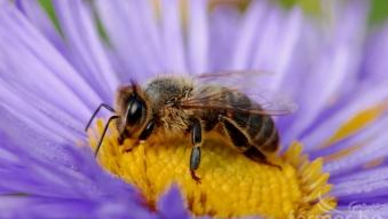 Пчелари в САЩ съдят еко-агенцията заради вредните за пчелите пестициди