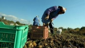 10-15% по-малко картофи ще засадят българските производители - Agri.bg