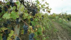 Лозаро-винари от Северозападна България създадоха клъстер „Дунавски вина” - Agri.bg