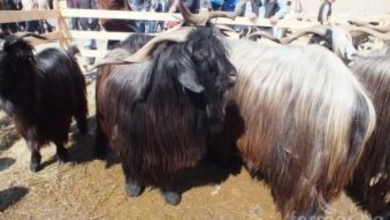 Празник на животновъдството и земеделието организират в Кресна