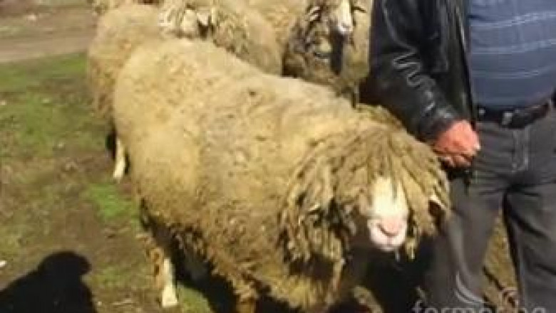 АГРА 2013: 175-килограмов коч показва Сдружението на Маришките овце