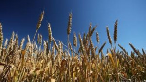 ЕК прогнозира увеличение в производството на зърно през 2013 г. - Agri.bg