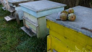 ДФЗ отпусна първите кредити по Пчеларската програма - Agri.bg