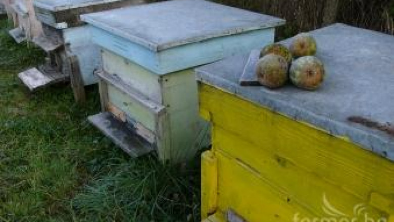 ДФЗ отпусна първите кредити по Пчеларската програма