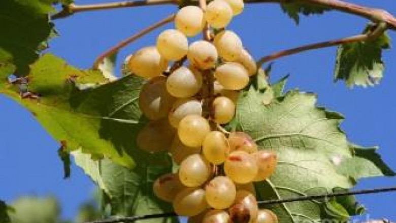 Виолета Димитрова: Производството на десертно грозде е в катастрофално състояние