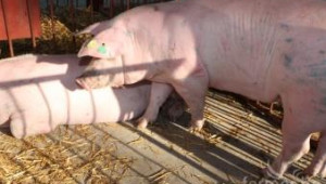 Свиневъдите ще получат помощта за хуманно отглеждане през май или юни (видео) - Agri.bg