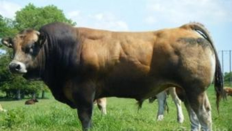 Представят френски месодайни породи говеда на Агра 2013