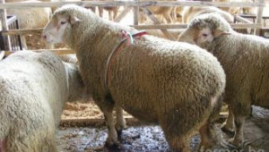 Овцевъди започват българо-френско производство на месодайни агнета - Agri.bg
