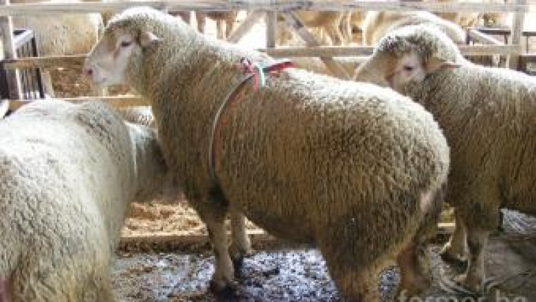Овцевъди започват българо-френско производство на месодайни агнета