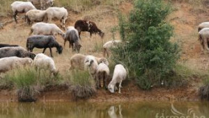 Български и френски овцевъди подписват договор за партньорство - Agri.bg