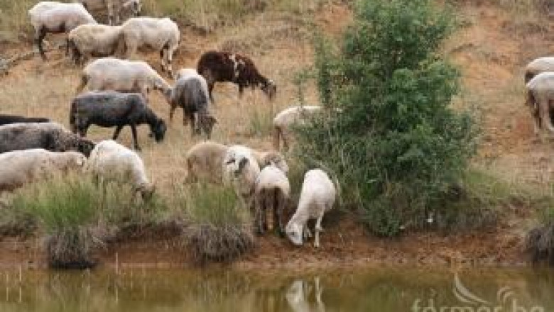 Български и френски овцевъди подписват договор за партньорство
