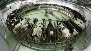 ДФЗ одобри проекти по ПРСР за свинеферма, кравеферми, овощарство и биопроизводство - Agri.bg