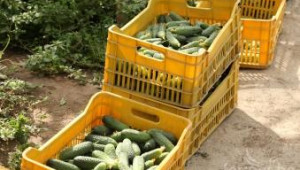 Субсидии за плодове и зеленчуци се очаква да има през Април - Agri.bg