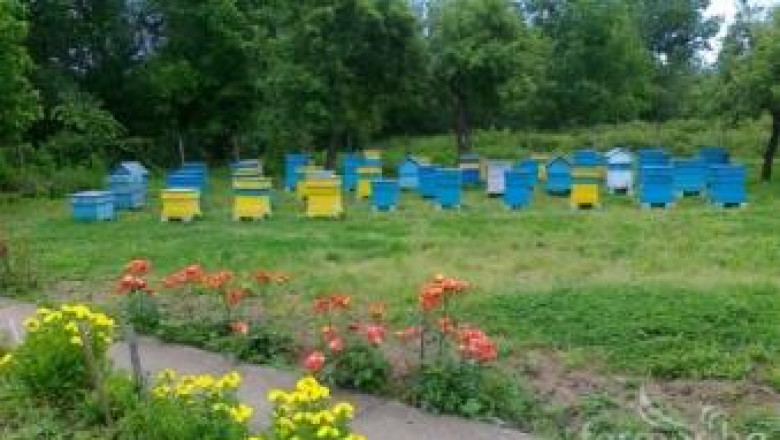 Европейска онлайн петиция може да спре измирането на пчелите заради пестициди