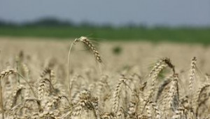 Два нови сорта твърда пшеница създадоха в ИРГР- Садово - Agri.bg