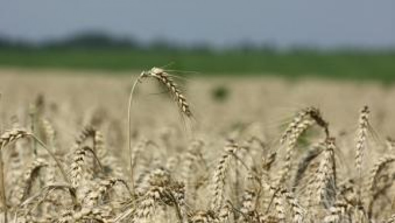 Два нови сорта твърда пшеница създадоха в ИРГР- Садово