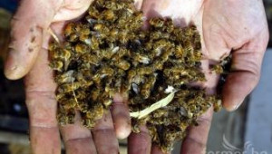 Ново масово измиране на пчели. Пчелари се съмняват в разпространение на ГМО зараза - Agri.bg